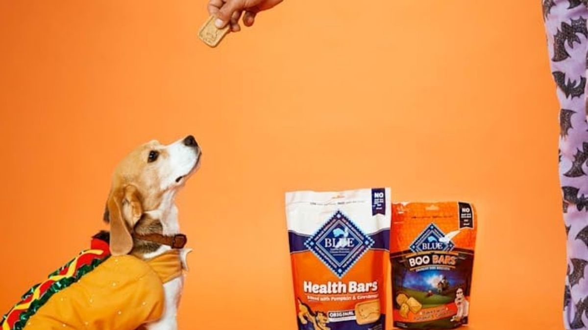Blue Buffalo Pumpkin & Cinnamon Dog Biscuits: Natural Crunchy Treats for Everyday Rewards